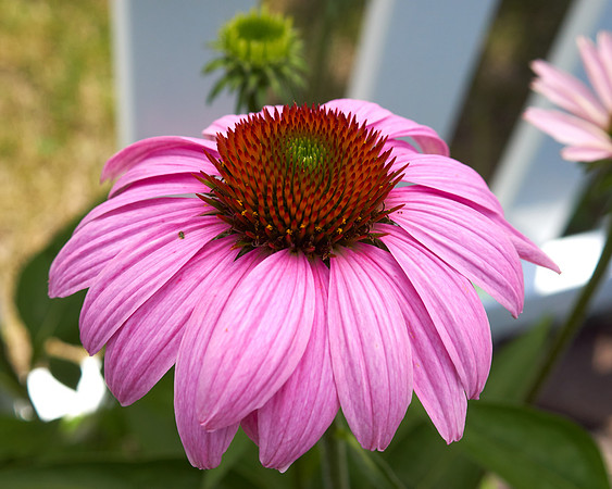 Coneflower 'Cheyenne Spirit'