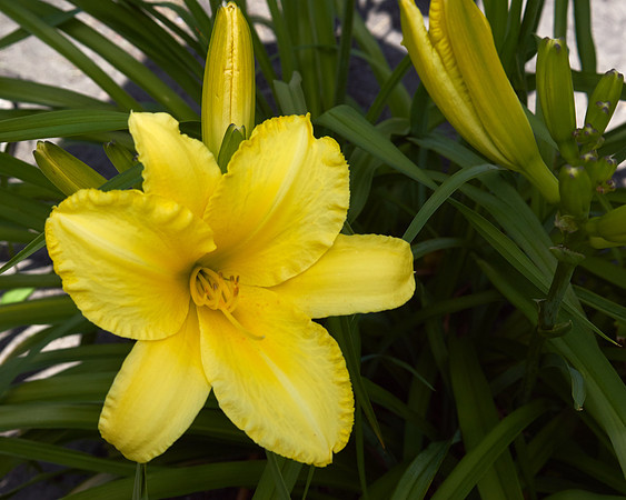 Lily Daylily 'Star Struck'