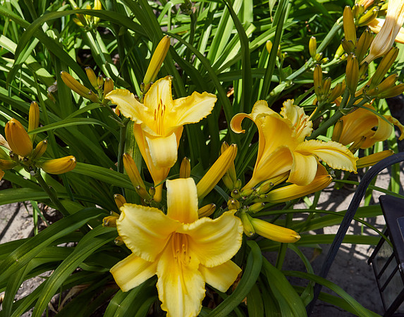 Lily Daylily 'Star Struck'