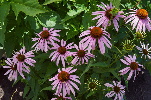 Coneflower 'Wild Berry'