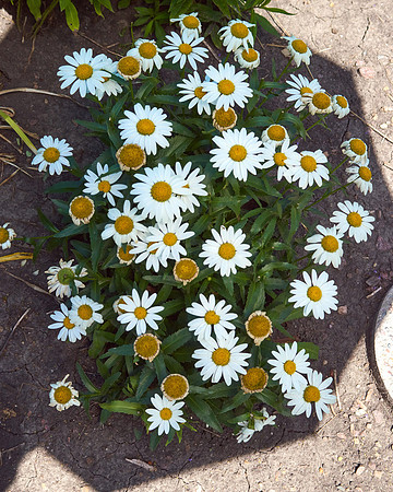 Daisy, Shasta 'Snowcap'