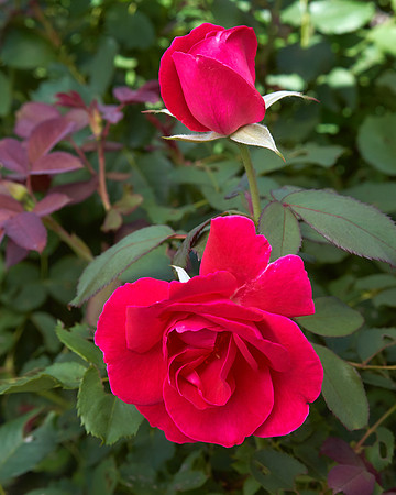 Rose 'Winnipeg Park'