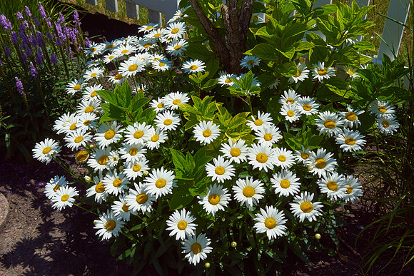 Daisy, Shasta white