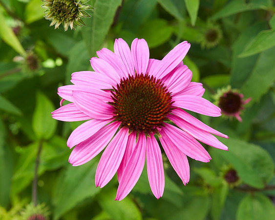 Coneflower 'Ruby Star'