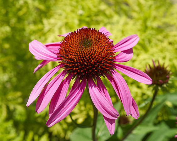 Coneflower 'Ruby Star'