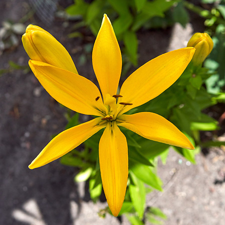 Lily Daylily yellow
