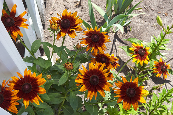 Rudbeckia 'Autumn Forest'