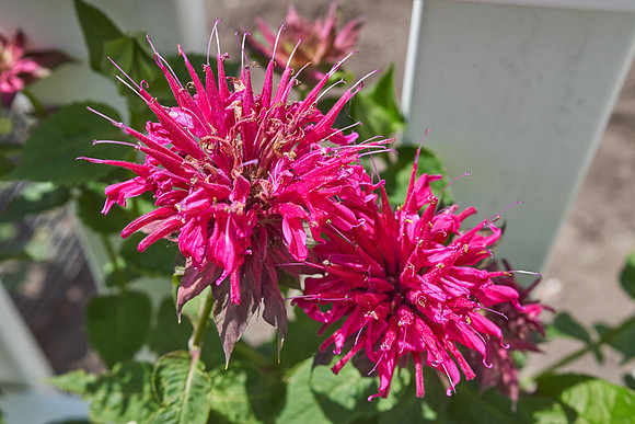Monarda 'Raspberry Wine'