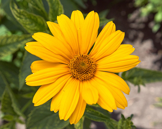 Heliopsis 'Loraine Sunshine'