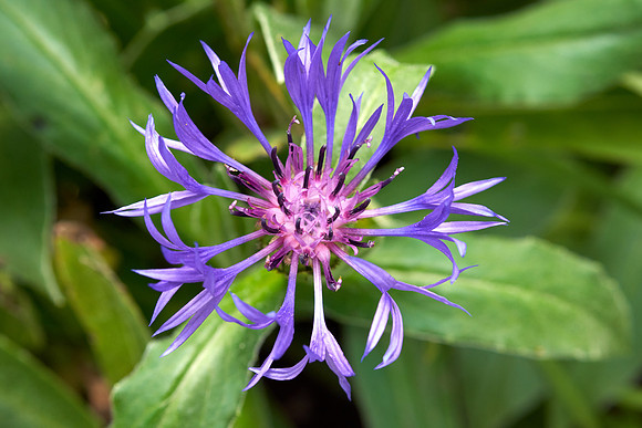 Cornflower 'Mountain Bluet'