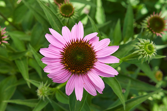 Coneflower pink