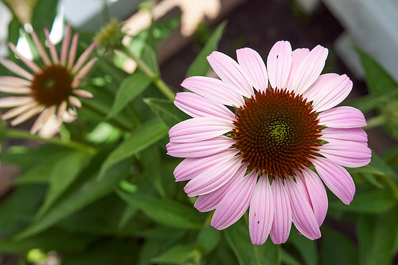 Coneflower pink
