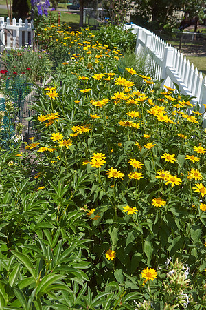 Heliopsis 'Summer Sun'