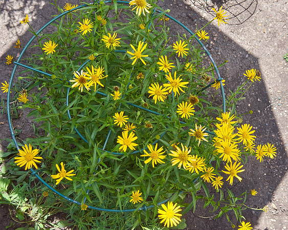 Leopard's Bane  'Little Leo'