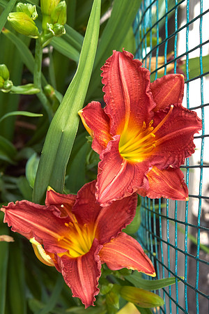 Lily Daylily red