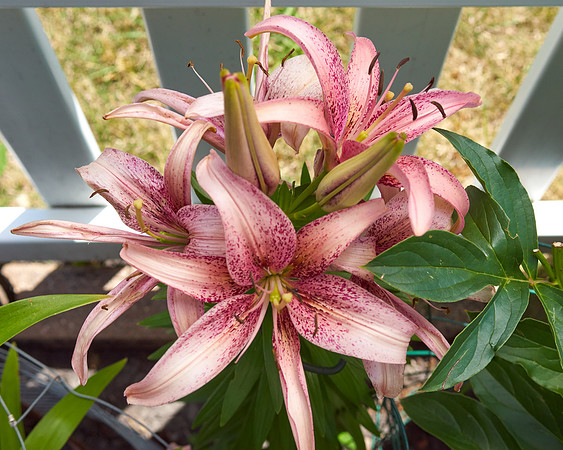 Lily, Oriental white pink