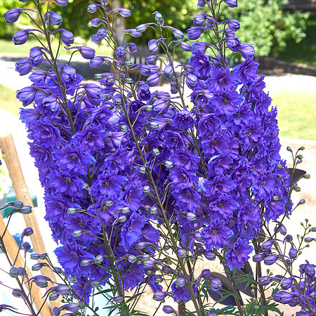 Delphinium 'Pagan Passion'