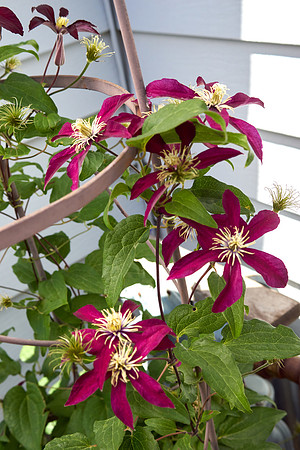 Clematis 'Niobe'