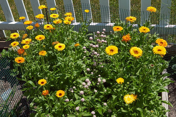 Calendula 'Summer Carnival'