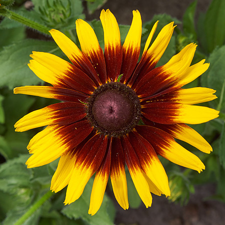 Rudbeckia 'Denver Daisy'