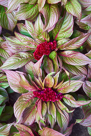 Celosia 'Gypsy Queen'