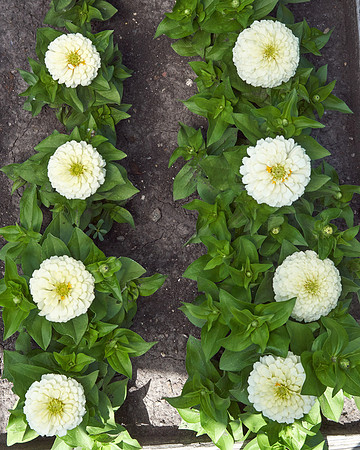 Zinnia 'White Wedding'