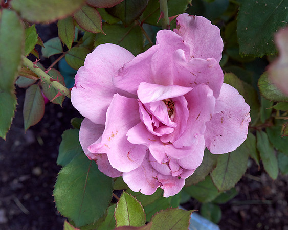 Rose 'Royal Amethyst'