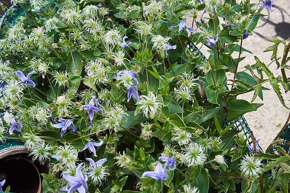 Clematis, Bush