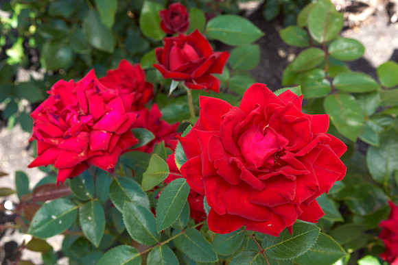 Rose 'Ingrid Bergman'