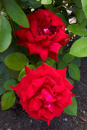 Rose 'Ingrid Bergman'