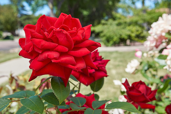 Rose 'Ingrid Bergman'