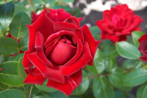 Rose 'Ingrid Bergman'