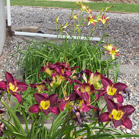 Lily Daylily 'Bela Lugosi'