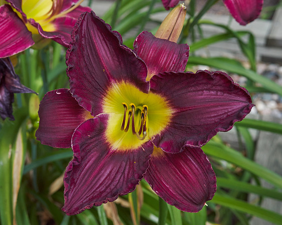 Lily Daylily 'Bela Lugosi'