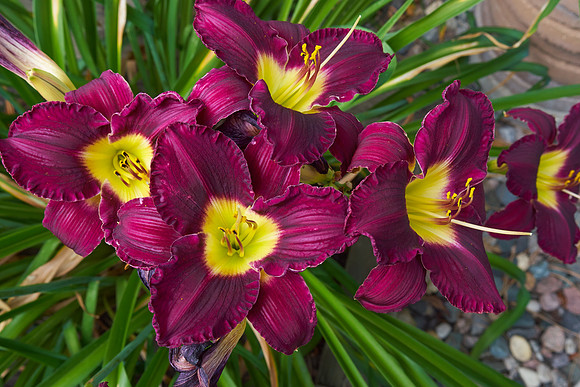 Lily Daylily 'Bela Lugosi'
