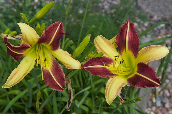 Lily DayLily 'Frans Hals'