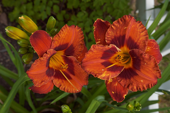 Lily DayLily 'Mighty Chestnut'