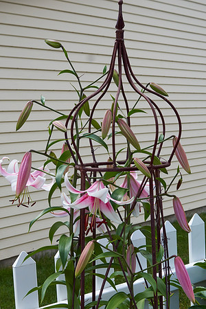 Lily, Oriental 'Mona Lisa'