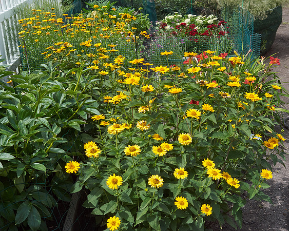 Heliopsis 'Summer Nights'