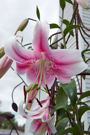 Lily, Oriental 'Mona Lisa'