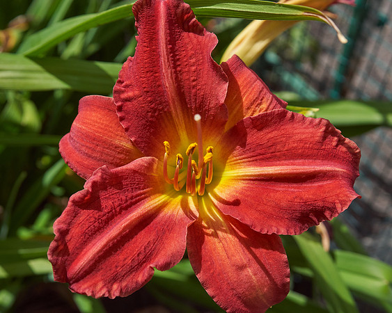 Lily DayLily 'Chicago Ruby'