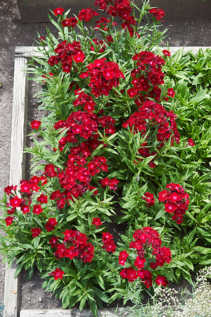 Dianthus 'Rockin' Red'