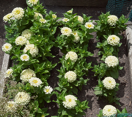 Zinnia 'White Wedding'