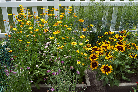 Garden, Annual Boxes