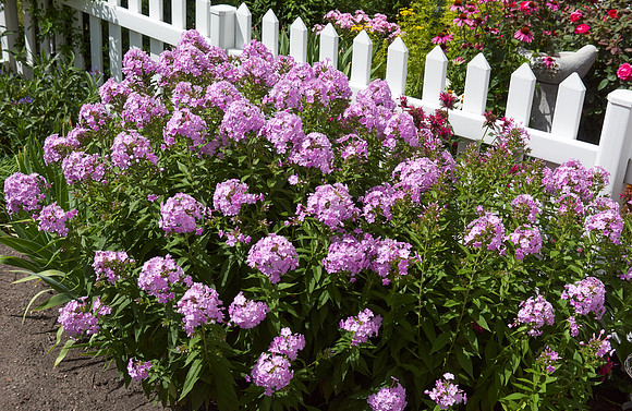Phlox 'Pink Lady'