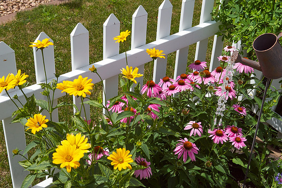 Heliopsis 'Loraine Sunshine'