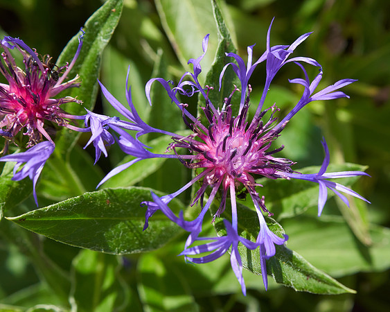 Cornflower 'Mountain Bluet'