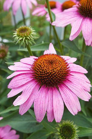 Coneflower pink