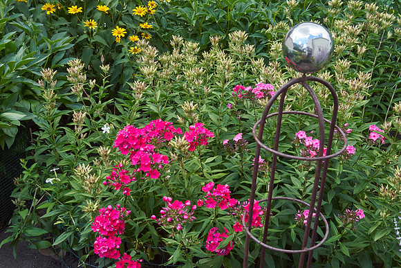 Phlox 'Starfire'