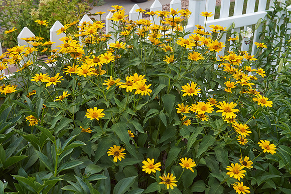 Heliopsis 'Summer Sun'